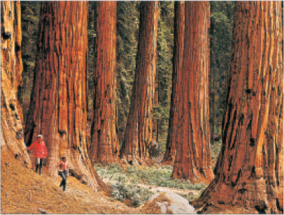 प्रचंड व्यापाचे व सर्वात जुने 'बिग ट्री' (जायंट सेक्वोया) म्हणून प्रसिद्ध असलेले वृक्ष (कॅलिफोर्निया). यांपैकी काही वृक्ष हजारो वर्षापूर्वीचे आणी ६० मीटरपेक्षा अधिक उंचीचे आहेत